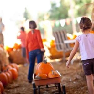 Pumpkins in Plano