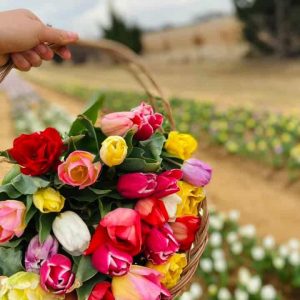 Texas Tulips